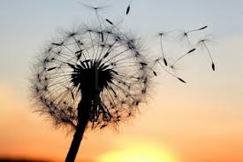 Dandelion seeds blowing in the wind against a sunset backdrop.