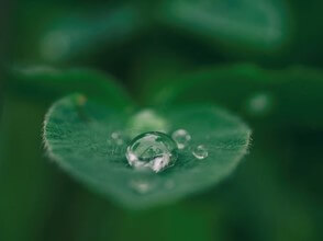 Droplet of water on a green leaf.